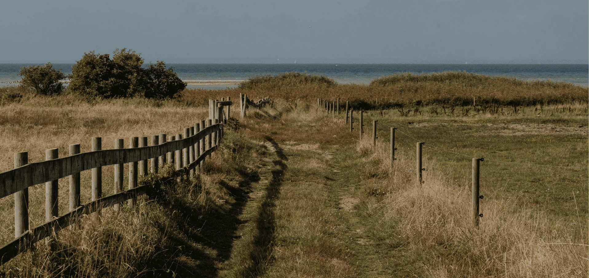 WAP: 6 Pälstvätt | Hund