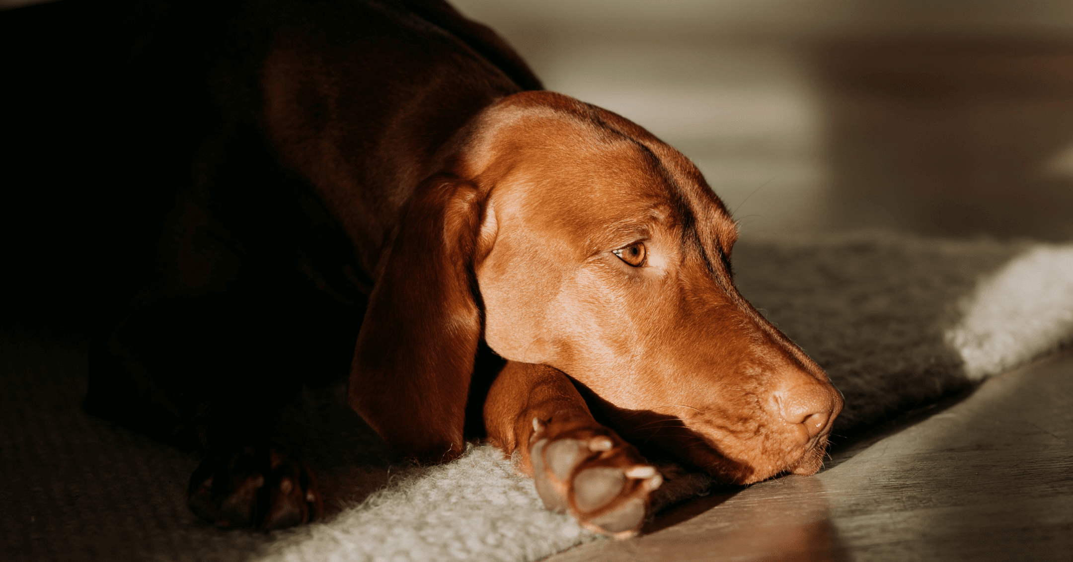 Så vårdar du hundens trampdynor