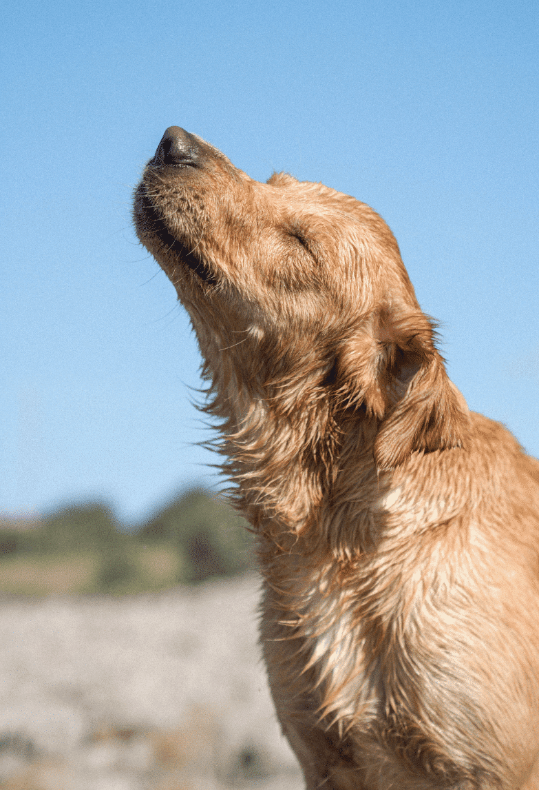 522x764 artikel startsida (PBG äger bilden) (1) (1)