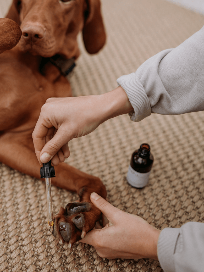 569x758-artikel-trampdynor-1